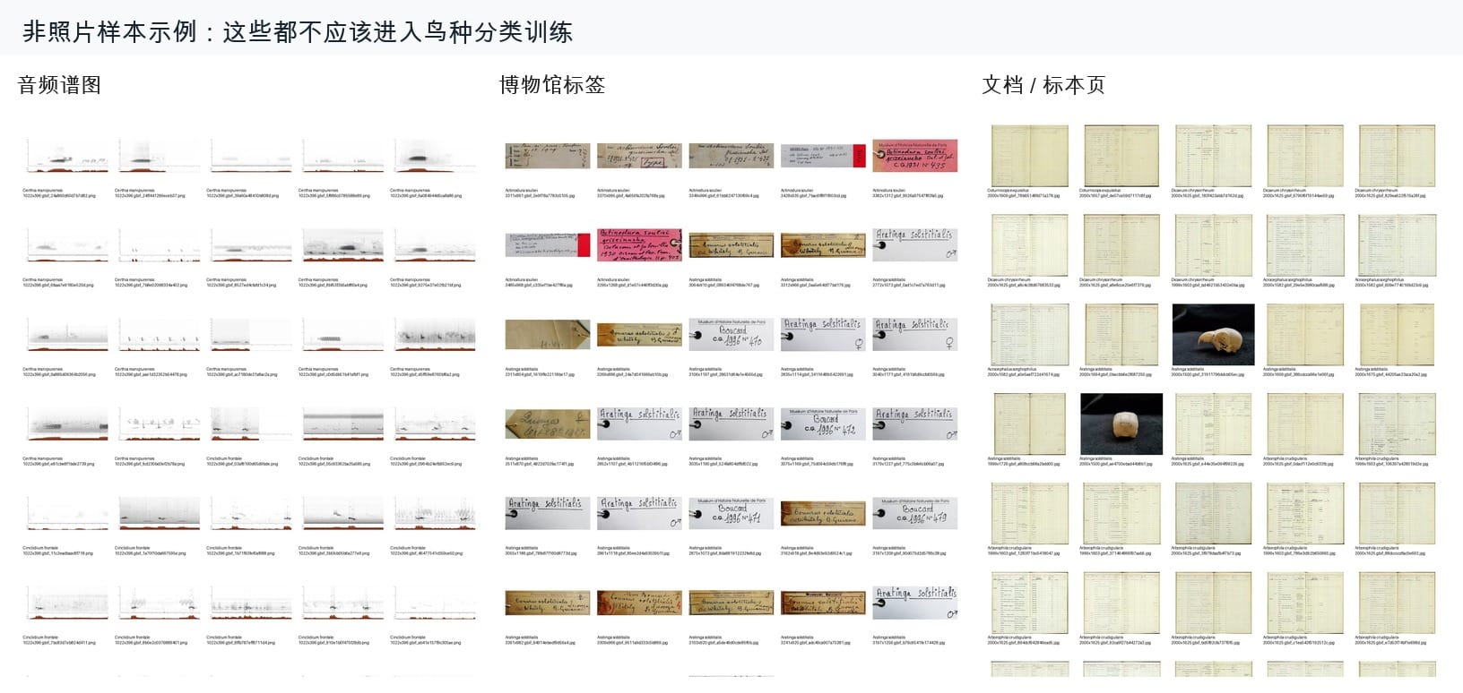 混入数据管线的非照片样本：音频谱图、博物馆标签、文档/标本页。